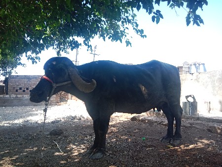 ૨ ભેંશ વેચવાની છે