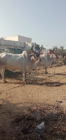 Shiv Saheb