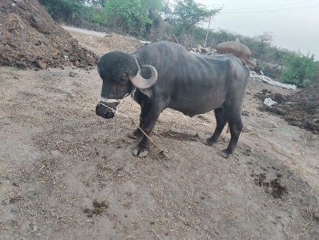 પાડો વેચવાનો છે