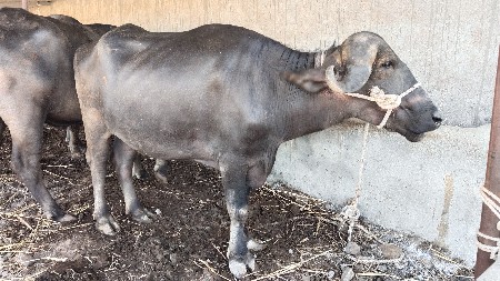 વેચવાની