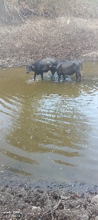 2 ખડેલા પાડા ખોવાય ગયા છે