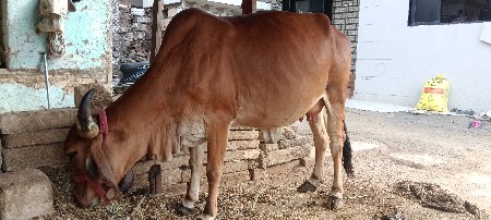 દેશી ગીર ગાય