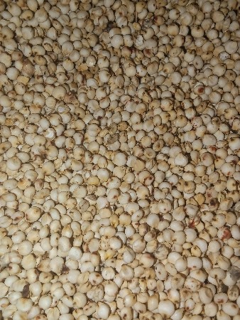 જુવાર બિયારણ વેચવાનું છે