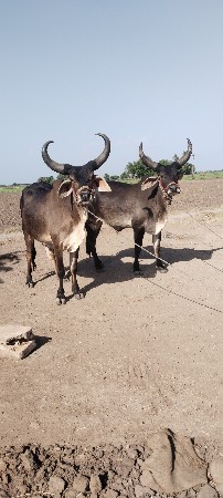 એક વાવણી વાવેલા