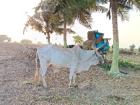 બરધ વેસવાનો સે