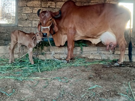 ગાય વેચવાની છે