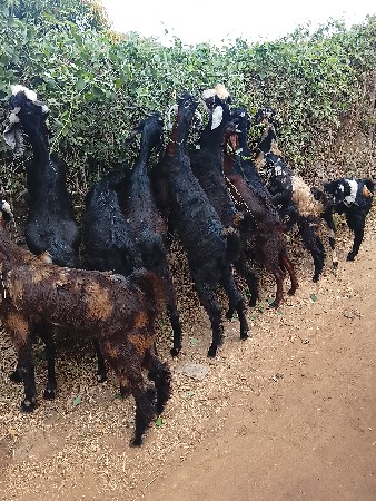 આ બોકડા વેચવાના છે