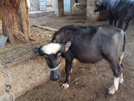 પાડો વેચવાનો છે