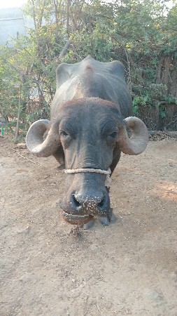 ભેસ વેચવાની છે
