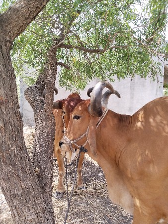 બળદ વેચવાના છે