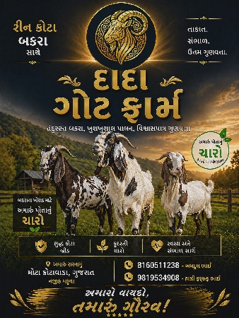 bakra super quality na