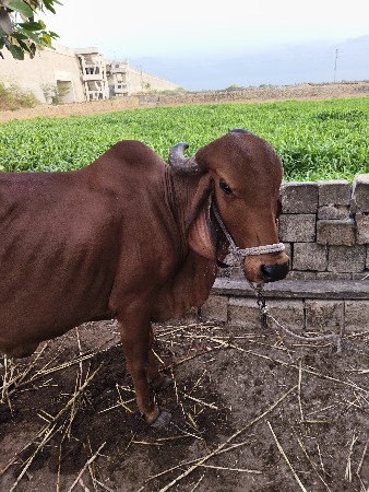 ગીર ગાય આપી દેવાની છે