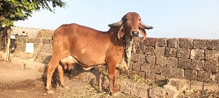 ગાય વેચવાની છે