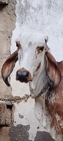 ગીર વાંસળી વેચવાની છે
