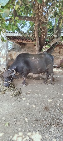 bhesh vechavani che