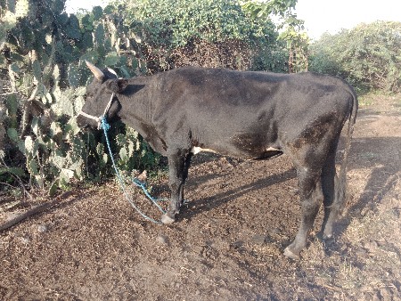 hf બુલ વેચવાનો છે