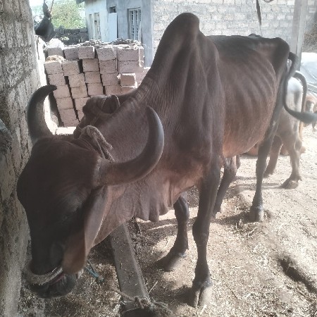બળદ વેચવાનો છે