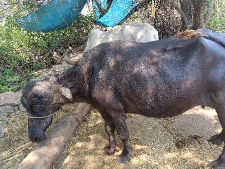 ભેંસ વેચવાની છે