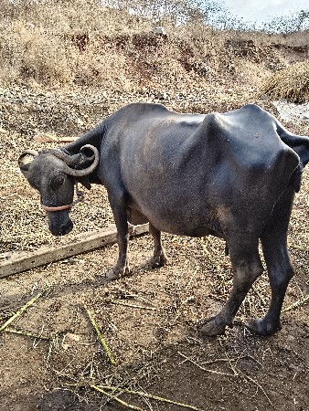 આ ભેંસ વેચવાની છે