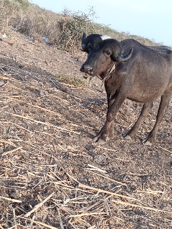 પાડો વેચવાનો છે