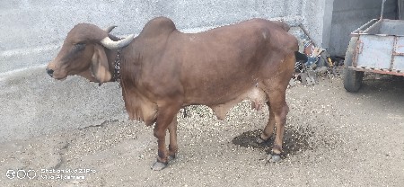 ગાય વેચવાની છે