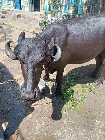 પાડી