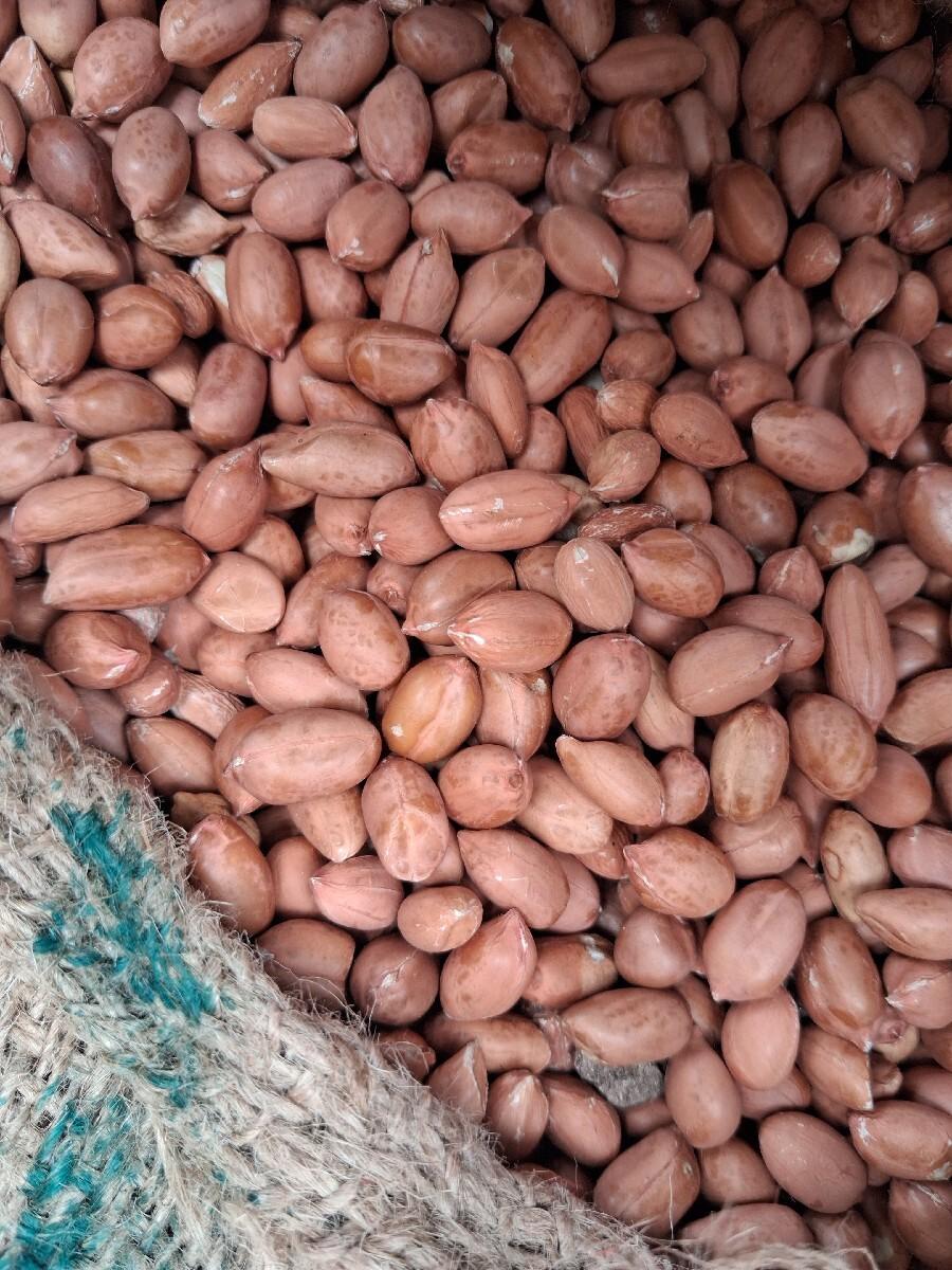ગિરનાર 4 બિયારણ