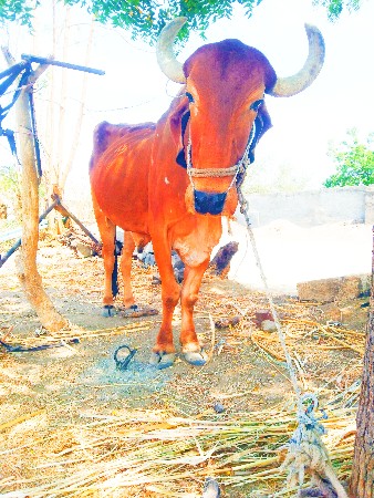 વેચવાનો છે