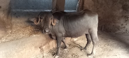 ૪   વરશનુછે