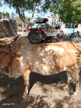 ગાય વેચવાની છે