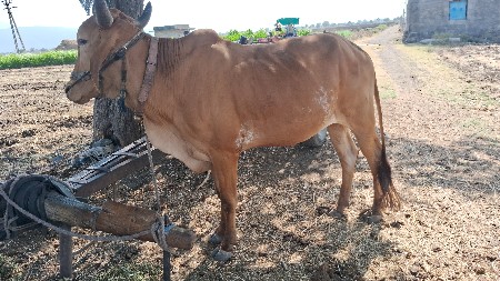 બડદ વેચવાનાછે