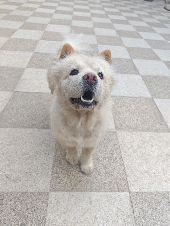 chow chow