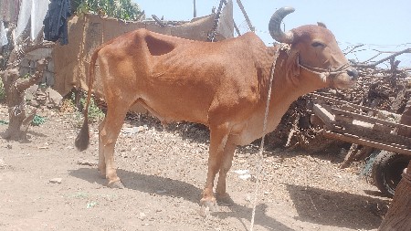 bade deshwana chahie jinhen jota