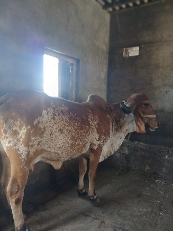 ગાયવેચવાનિછે