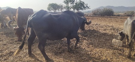 વેચવાની છે