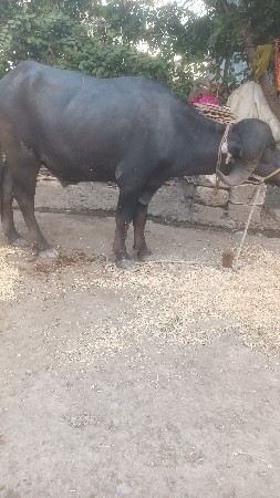 પાડો વેચવાનો છે