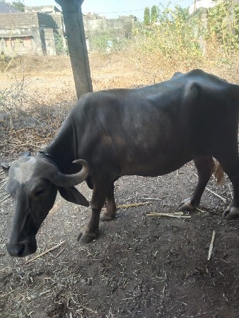 આ ખડેલી વેચવાની છે
