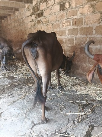 ગાય વેચવાની છે