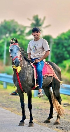ઘોડો છે