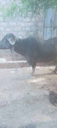 be. bhesh  vechvani