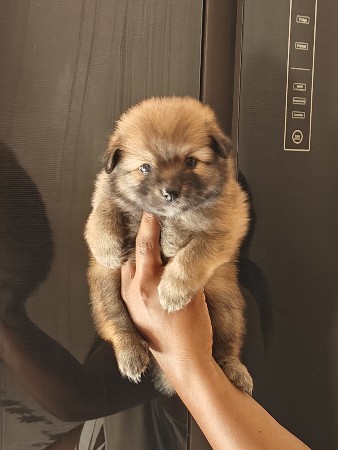 c pom