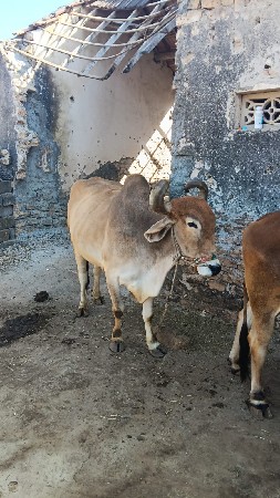 બરધ વેચવાના છે