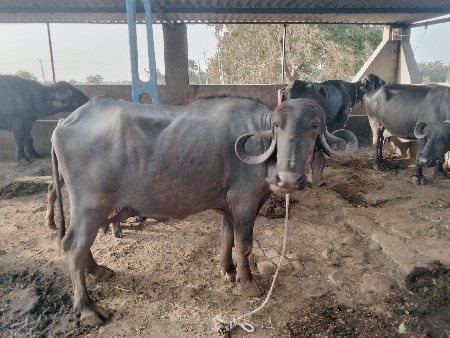 ભેંશ વેચવા ની સે