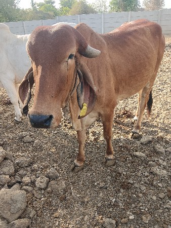 તન વાછડી વેચવાની છે