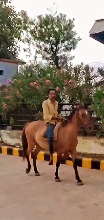 કાઠીયા વાડી ઘોડી