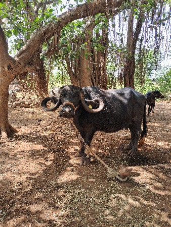 ભેંસ વેચવાની છે