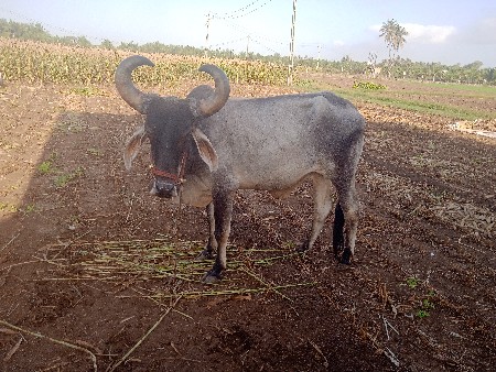 બડદ 1