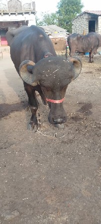 વેચવાની છે બીજા વેતરમાં