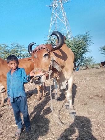 araria gaon sariya gaon