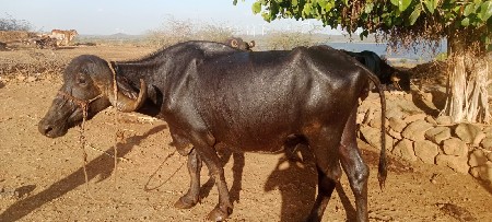 જવાબદારી